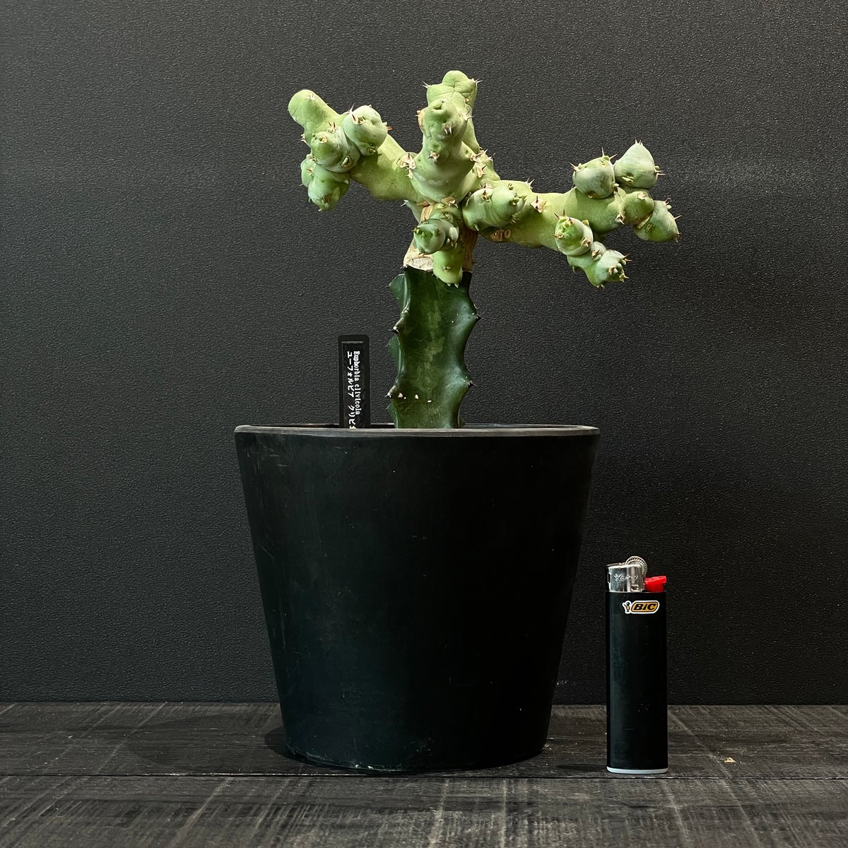 コーデックス ユーフォルビア クリピコラ 接ぎ木 × BLACK PLASTIC POT