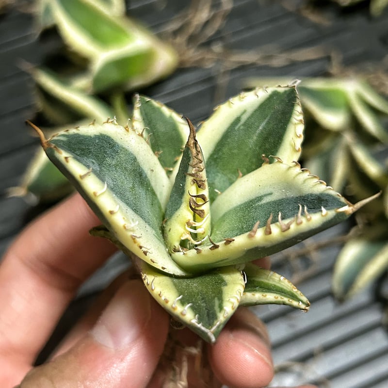 アガベ スナグルトゥース 子株 | アガベ専門店 Heart plants.