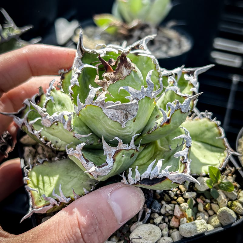 アガベ オテロイ crown 皇冠 | アガベ専門店 Heart plants.