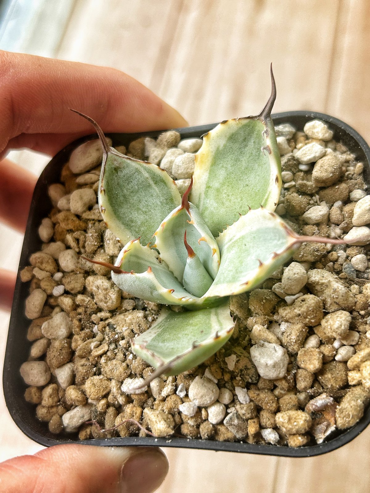 アガべ パリー オリザバ 子株 発根済み | アガベ専門店 Heart plants.