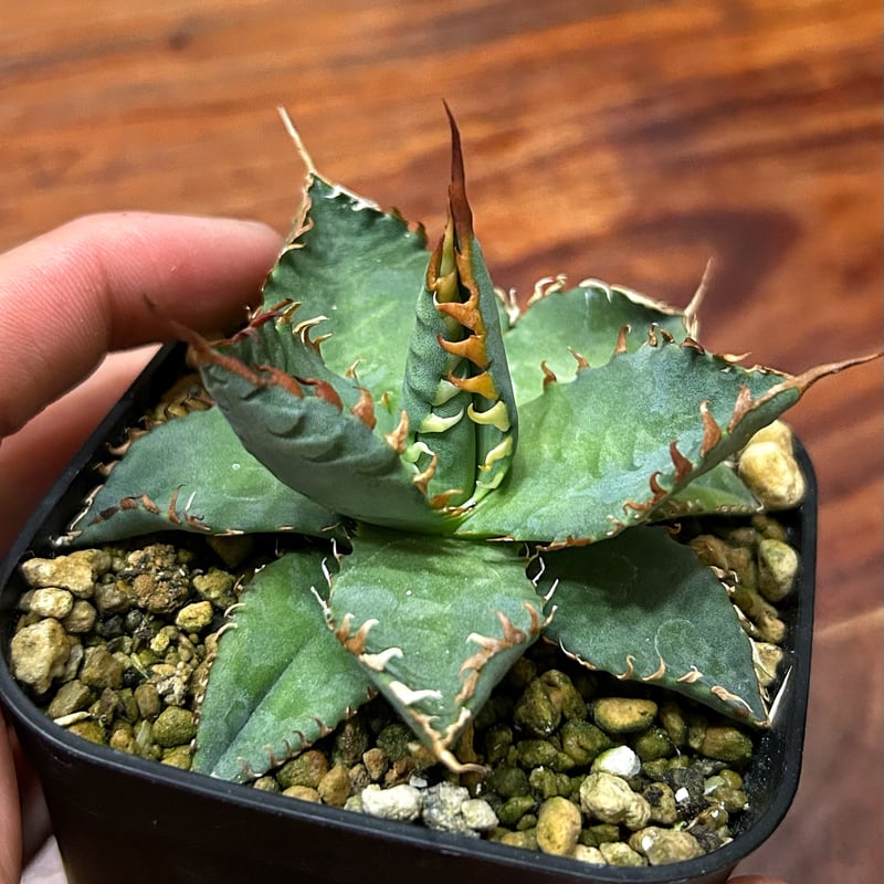 アガベ エボリスピナBB 妖炎BB 良型選抜個体 | アガベ専門店 Heart plants.