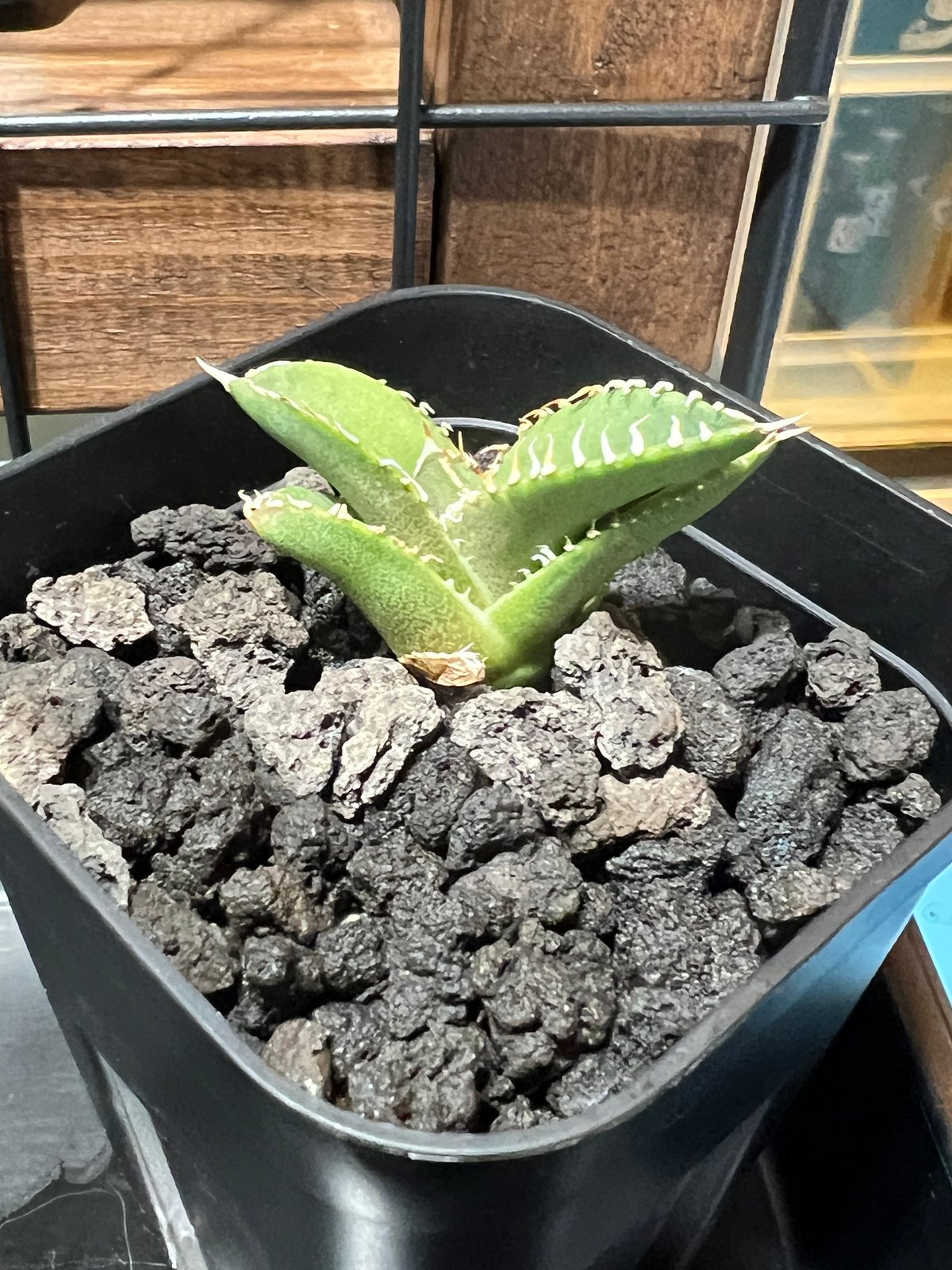 アガベ cjspecial（大白鯊） 親株 検）cjスペシャル/頬白鮫 アガベ