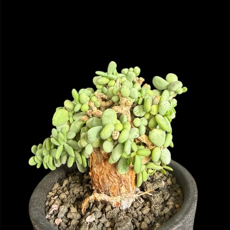 ケラリアピグマエア 実生5年 親株 雌株 ケラリア・ピグマエア（Ceraria