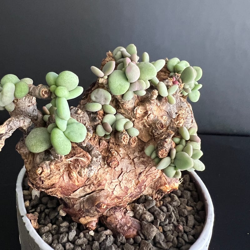 ケラリアピグマエア 現地株 発根済 b5 | HANDS PLANTS