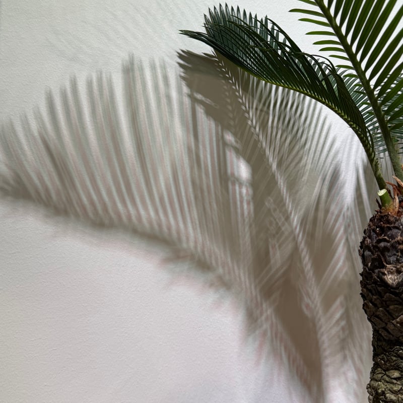 ソテツ サイカス レボルタ | MEGASHEEP