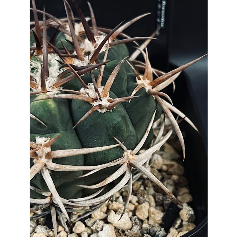 ギムノカリキウム フェロシオール 実生 「Gymnocalycium hybopleurum