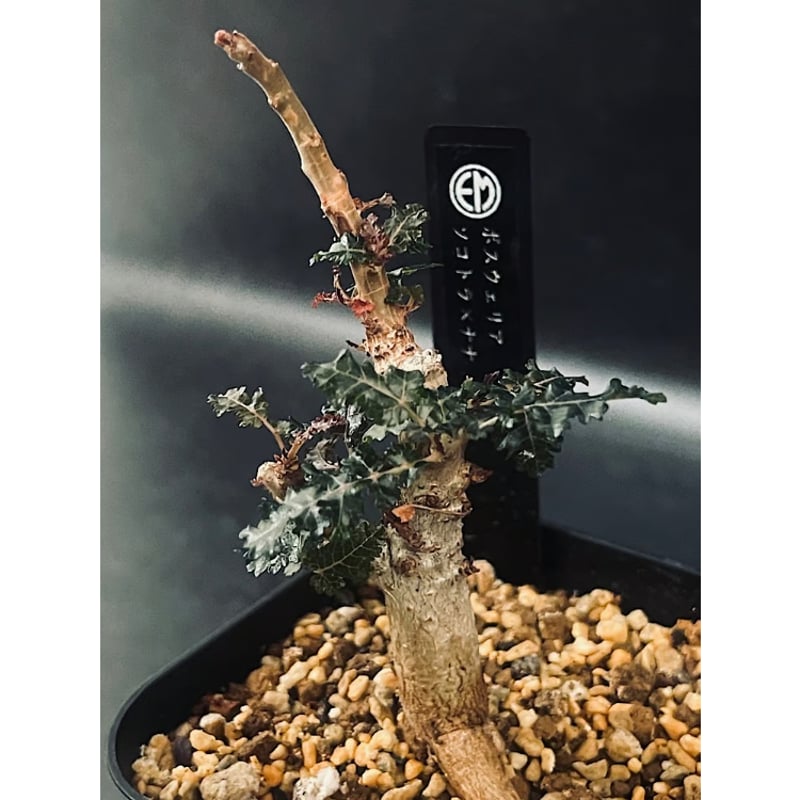 6月入荷 種子 10粒 ボスウェリア ナナ 6月入荷 種子 10粒 ボスウェリア