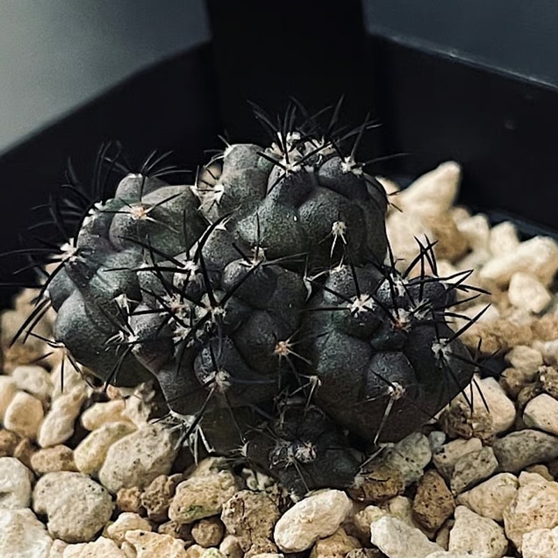 コピアポア グリセオビオラセラ 実生 群生 「Copiapoa griseoviolacea」