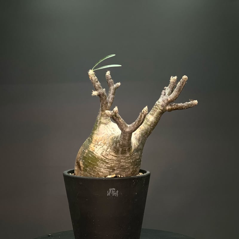 OT-G346】発根済 パキポディウム グラキリス | KANIK OUTLET（カニック