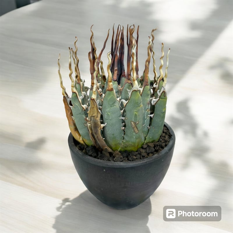 アガベ ユタエンシス エボリスピナ陽炎（（USA株）発根済み | HARENOHI