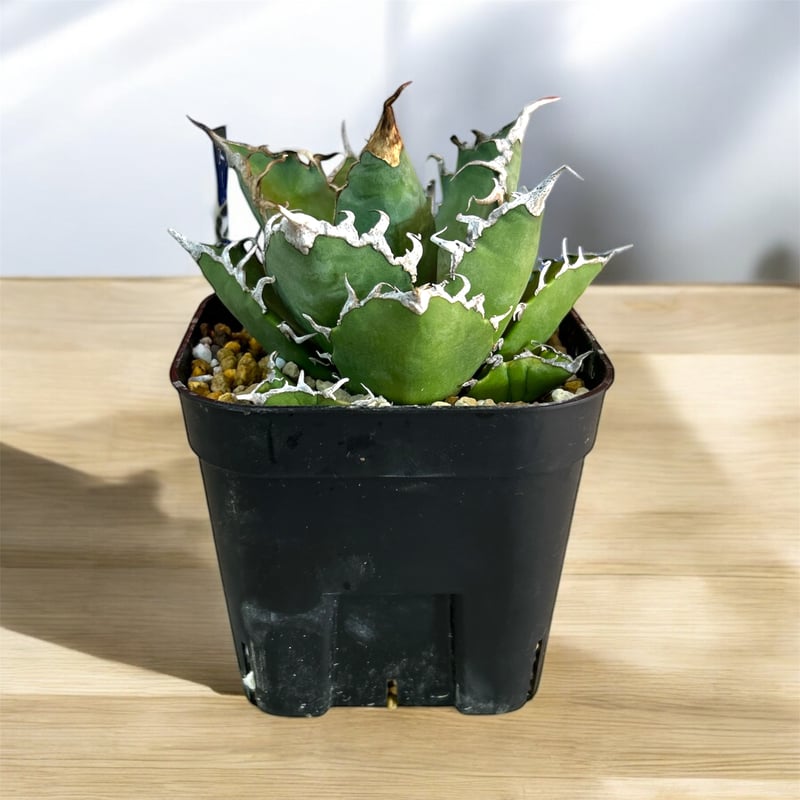 アガベ チタノタ スーパーシーザー 中株 | HARENOHI-PLANTS