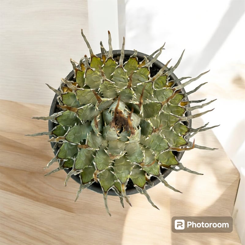 アガベ ユタエンシス エボリスピナ（（USA株）発根済み 大株1