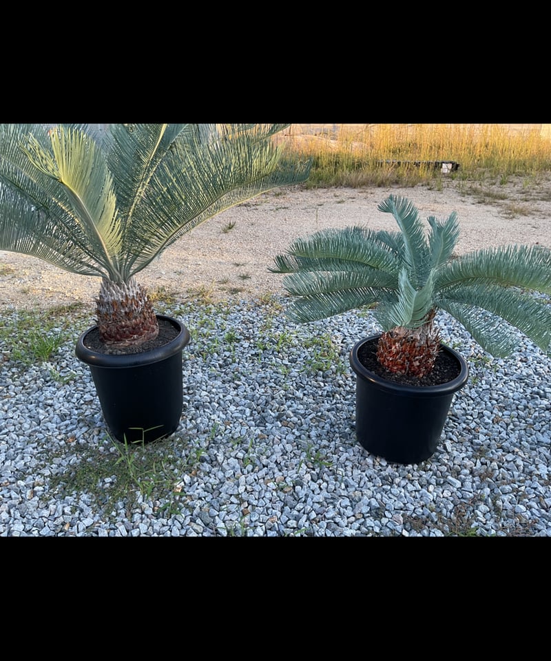 Cycas.cairnsiana サイカス・カイルンシアナ | Sun・Shepherd