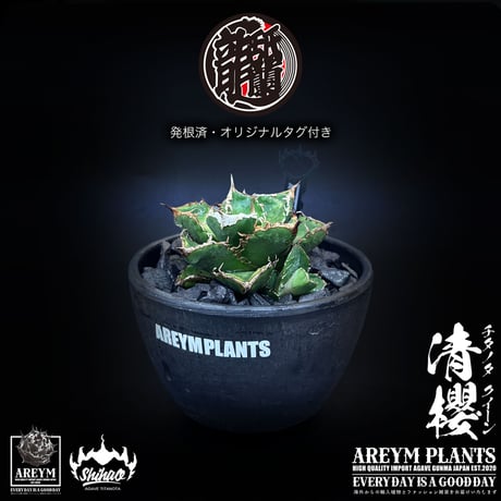 アレイムプランツ