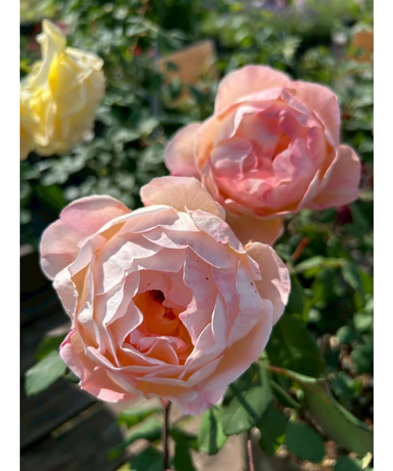 大苗】レディ エマ ハミルトン【強香】 | ほりべ造園オンラインショップ