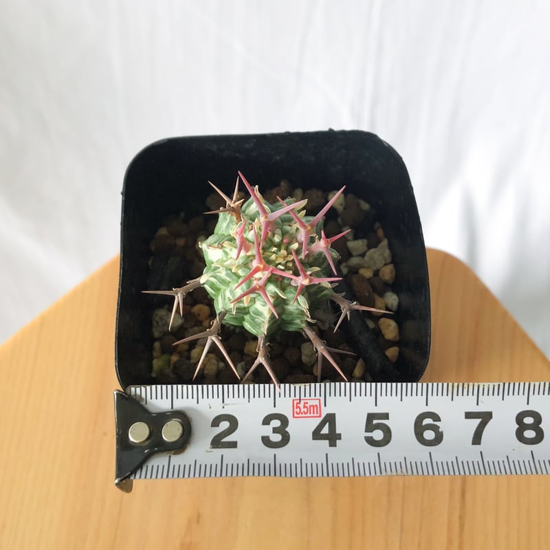 ユーフォルビア 群星冠錦 カキコ Euphorbia stellispina f. varie
