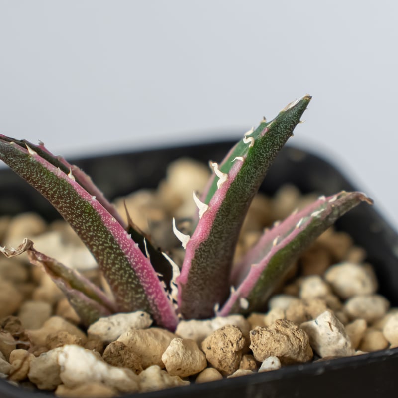 アガベ チタノタ 白鯨 白鯨錦 白覆輪 Agave titanota White Whale