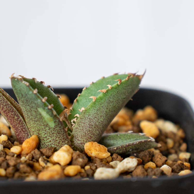 アガベ チタノタ 鰐亀 ワニガメ【発根管理中】TC株 Agave titanota