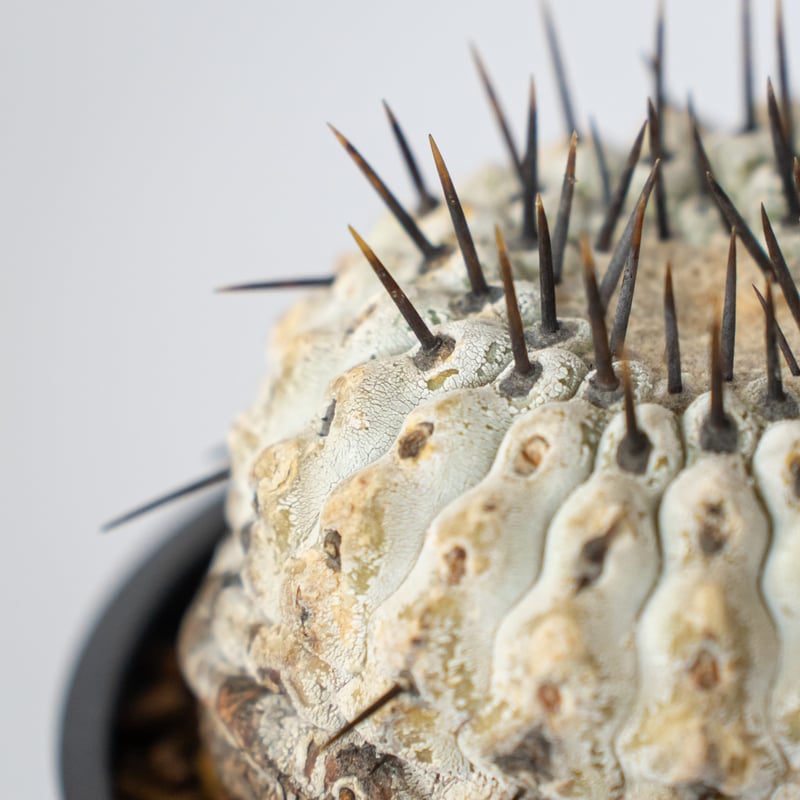 現地株】コピアポア 黒王丸 発根管理中 Copiapoa cinerea サボテン