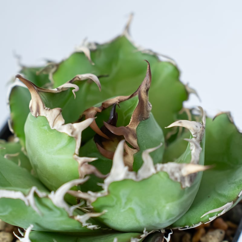 アガベ チタノタ 白鯨 龍球荟【発根管理中】Agave titanota White Whal