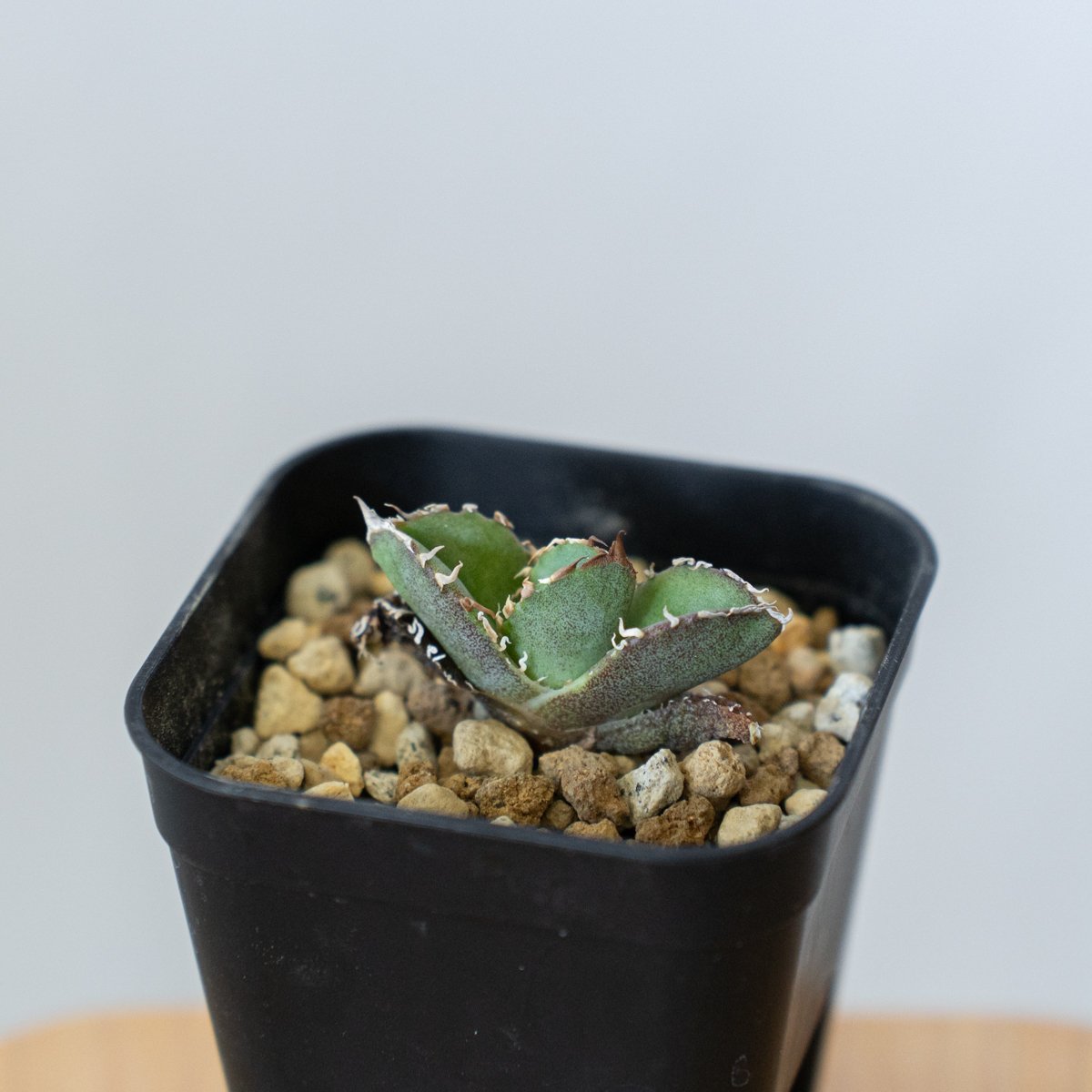 アガベ チタノタ 皇冠 TC【発根管理中】 Agave titanota Crown クラウン