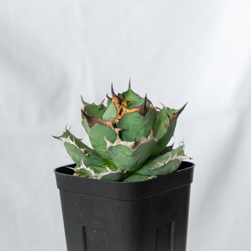 アガベ チタノタ 姫厳竜 美株 OC株【発根管理中】Agave titanota 多肉