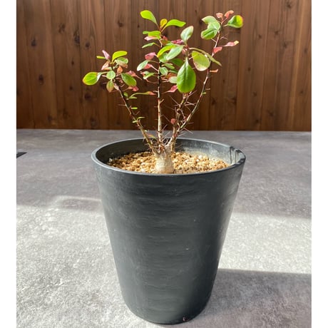 フォークイエリアファシクラータ | STORES