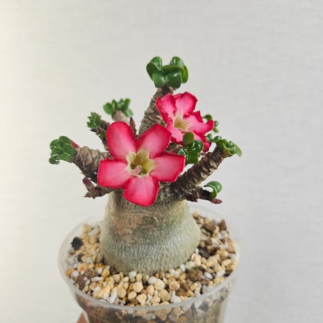 アデニウムアラビカム | STORES