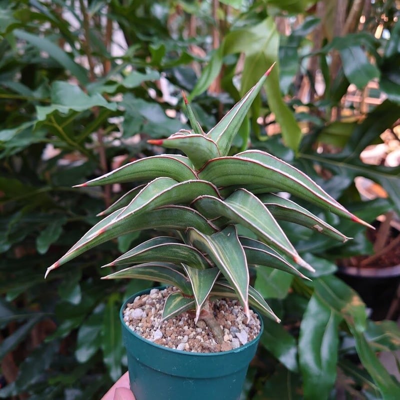サンスベリア ラヴラノス 23251 Sansevieria Lav.23251斑入り | M