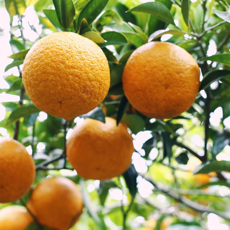 瀬戸内の恵み、自然栽培の島あまなつ！5kg | SEKIZEN FARM