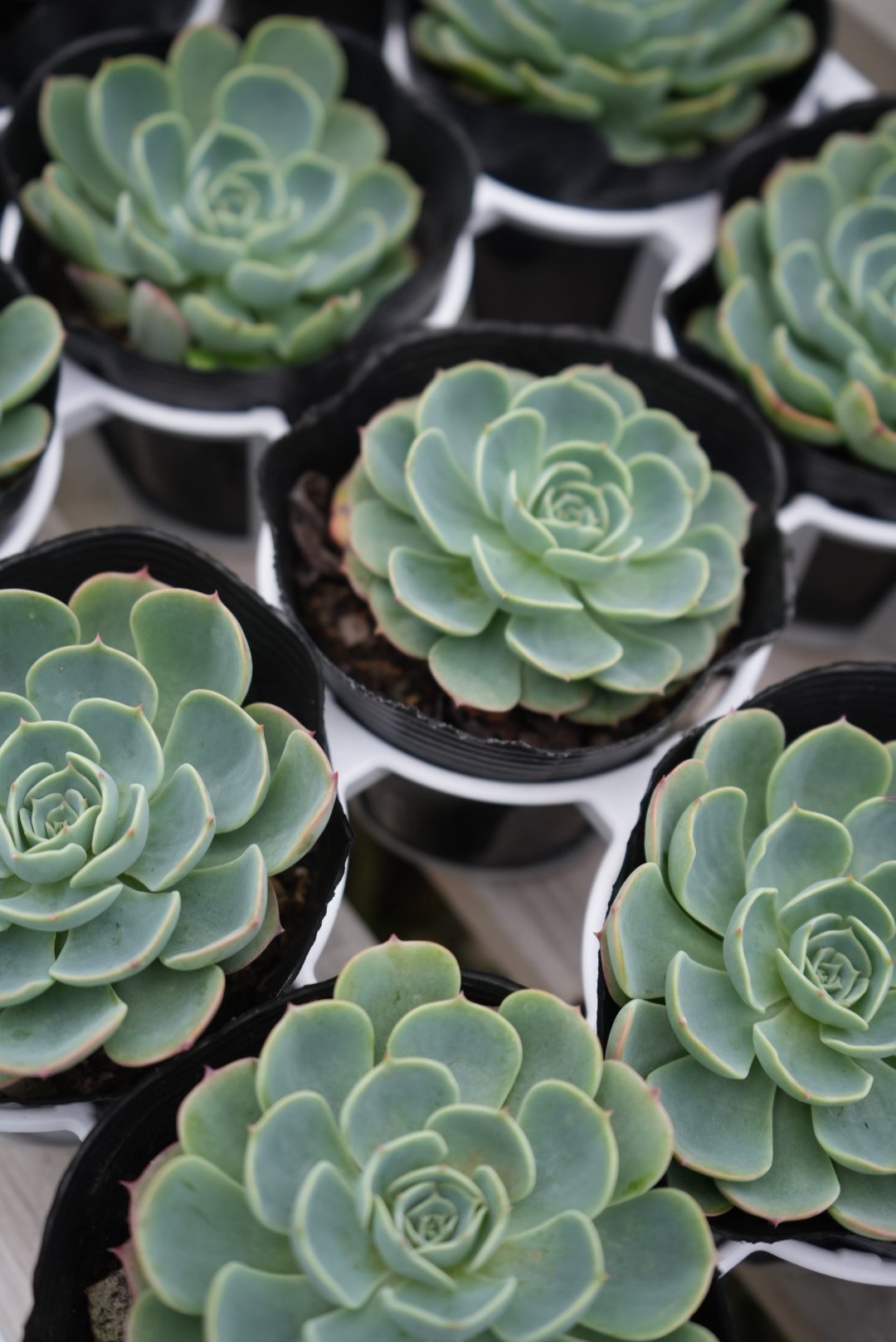 七福神 多肉植物 エケベリア 3号 育てやすい 縁起良い | インテリア