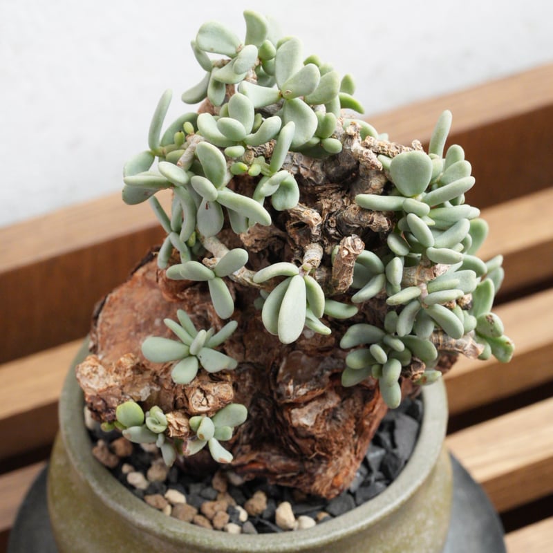 ケラリア・ピグマエア 現地球 x BOTANIZE陶器鉢 | Agave & Caudex P