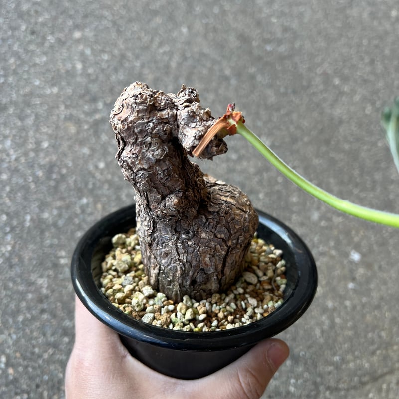 ペラルゴニウム トリステ | STELLA.PLANTS