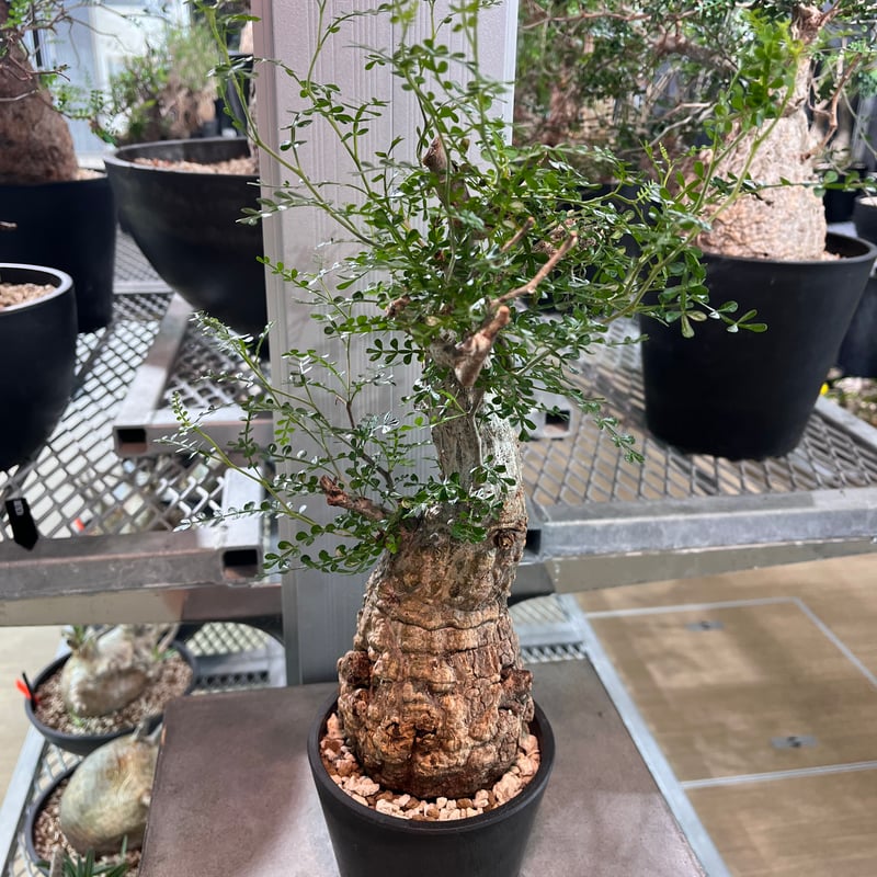 081901】発根済 オペルクリカリア パキプス | KANIK