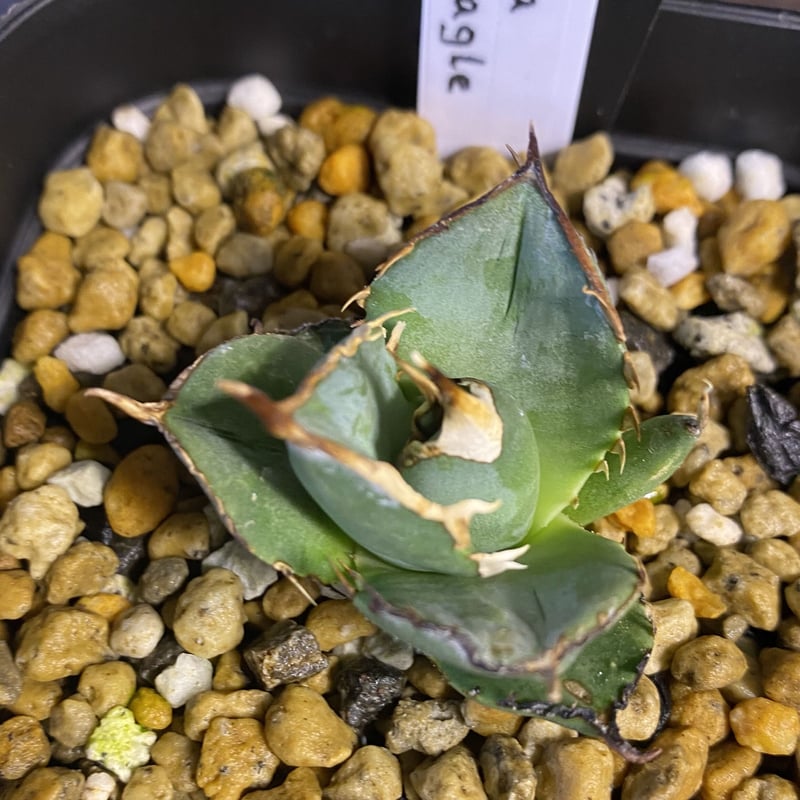 アガベチタノタ 冠鷲 クラウンイーグル | Kenmay