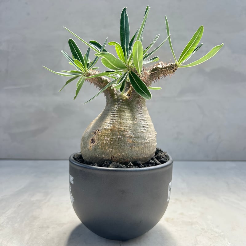 パキポディウム・グラキリス(24dec24.v01-57) | GOOD DAYS