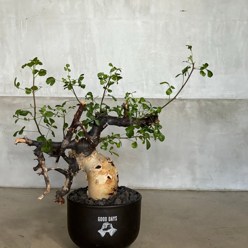 コミフォラ カタフ ピュア【GOODDAYS鉢 black】（24jun29.e1-18） |