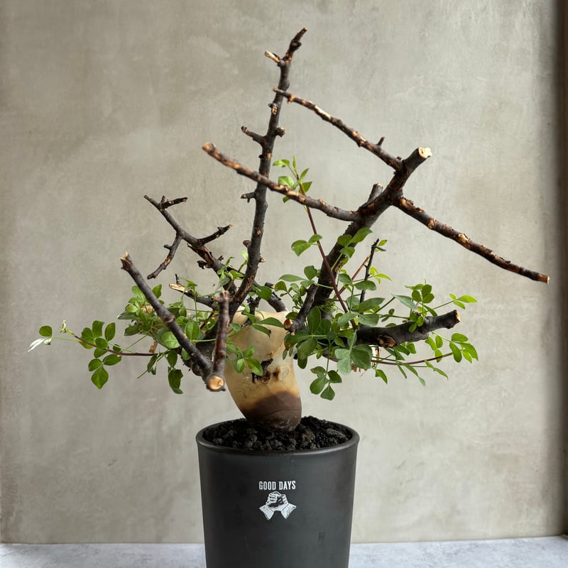 コミフォラ カタフ ピュア【GOODDAYS長鉢 black】（24jun29.e1-30）