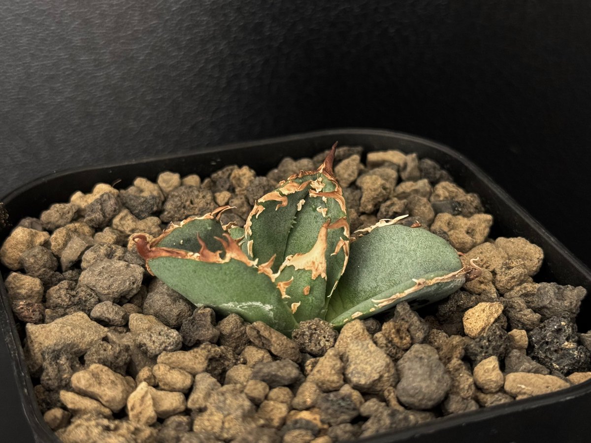 アガベ・チタノタ 鰐亀（芽）-010｜agave titanota alligator sna