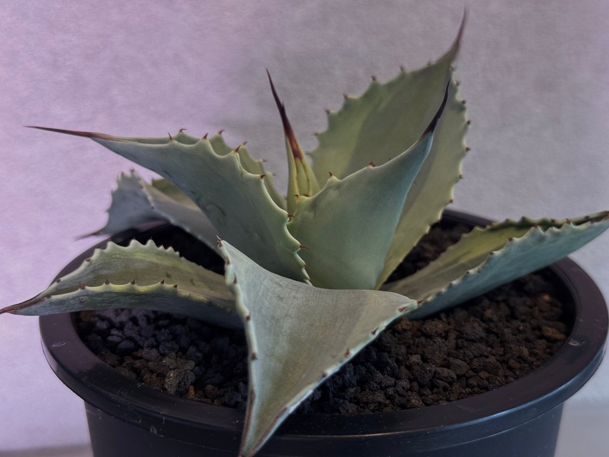 アガベ・オバティフォリア（オルカ）｜（芽）-001｜ agave ovatifolia