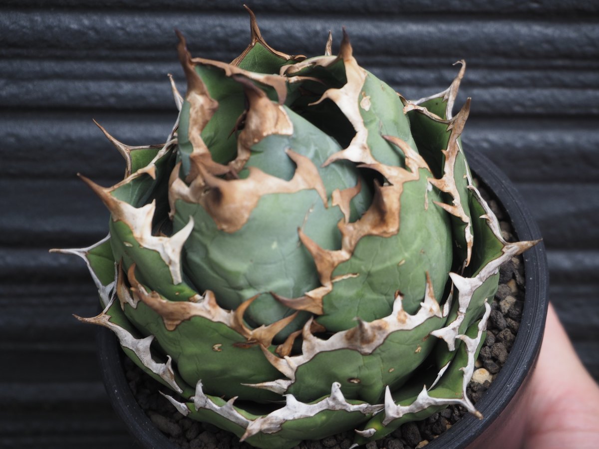 アガベ・チタノタ 姫厳竜（ボールタイプ）中-091｜agave titanota