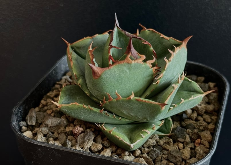 アガベ・チタノタ（ノーネーム）004｜agave titanota No Name | Plu