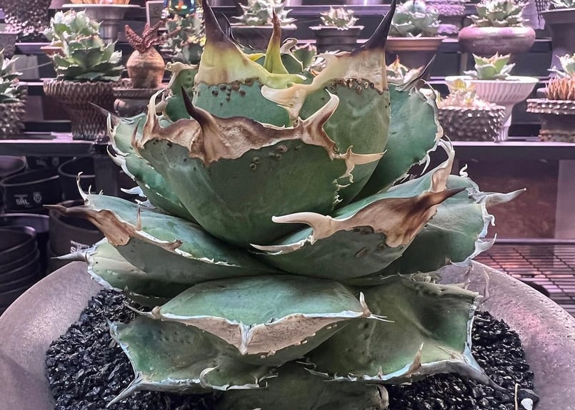 アガベ・チタノタ 疣猪/丸叶背刺（芽/大）-004｜agave titanota wartho