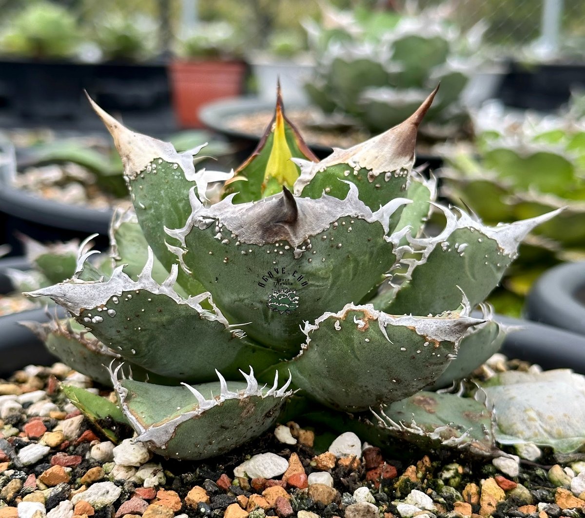 アガベ MS-NB 親株 検）/ぶつぶつ/ブツブツ/スタッズ/麻花龍/星空/蚩尤