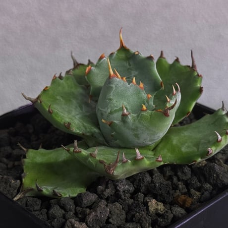 アガベハイブリッド | STORES