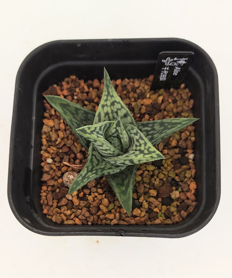 千代田錦 アロエ | toA Succulent