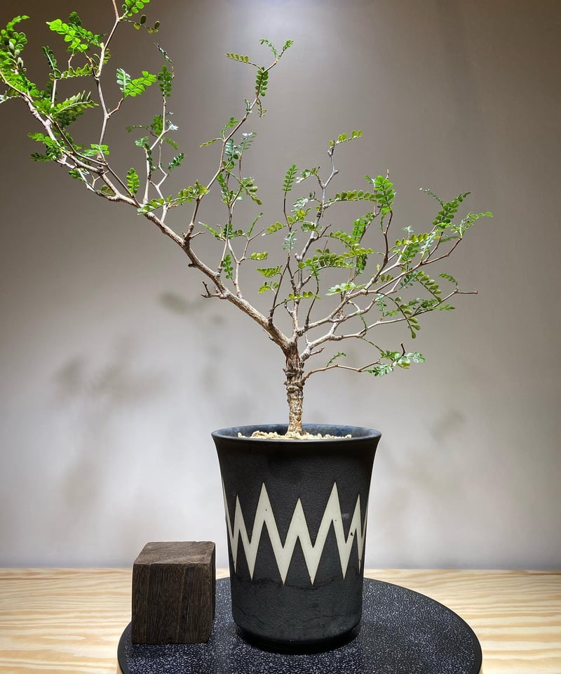 オペルクリカリア パキプス 実生5年株 発根済 (商品番号PP-75valiem