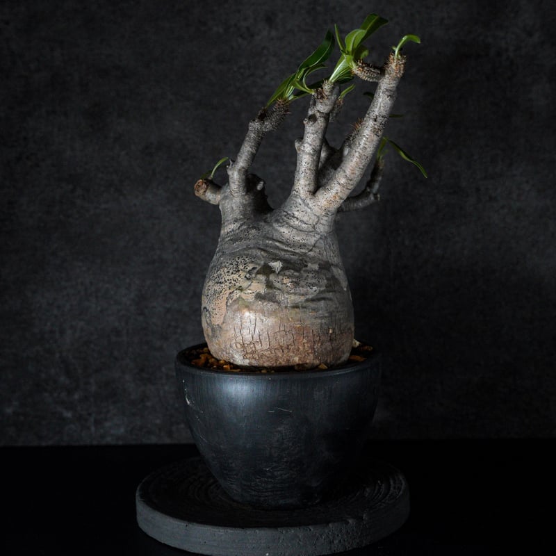 パキポディウム グラキリス-PG222 | Supervoid Caudex