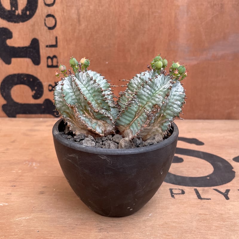 No.008 ユーフォルビア ホリダ / Euphorbia Horrida 