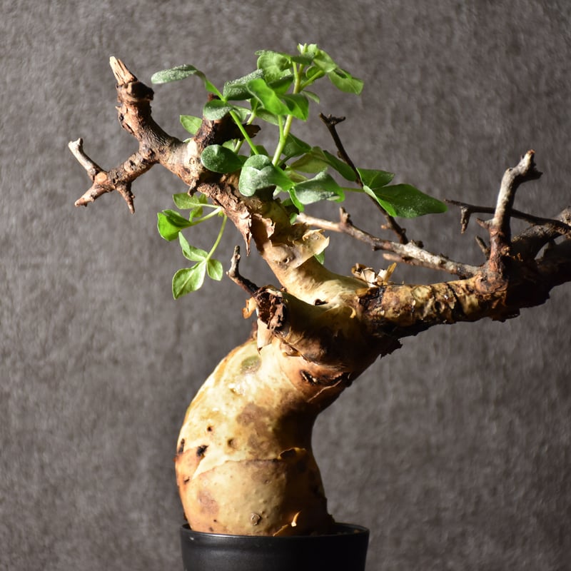 Commiphora kataf pure コミフォラ ピュアカタフ 発根済現地株 4 ソマリ
